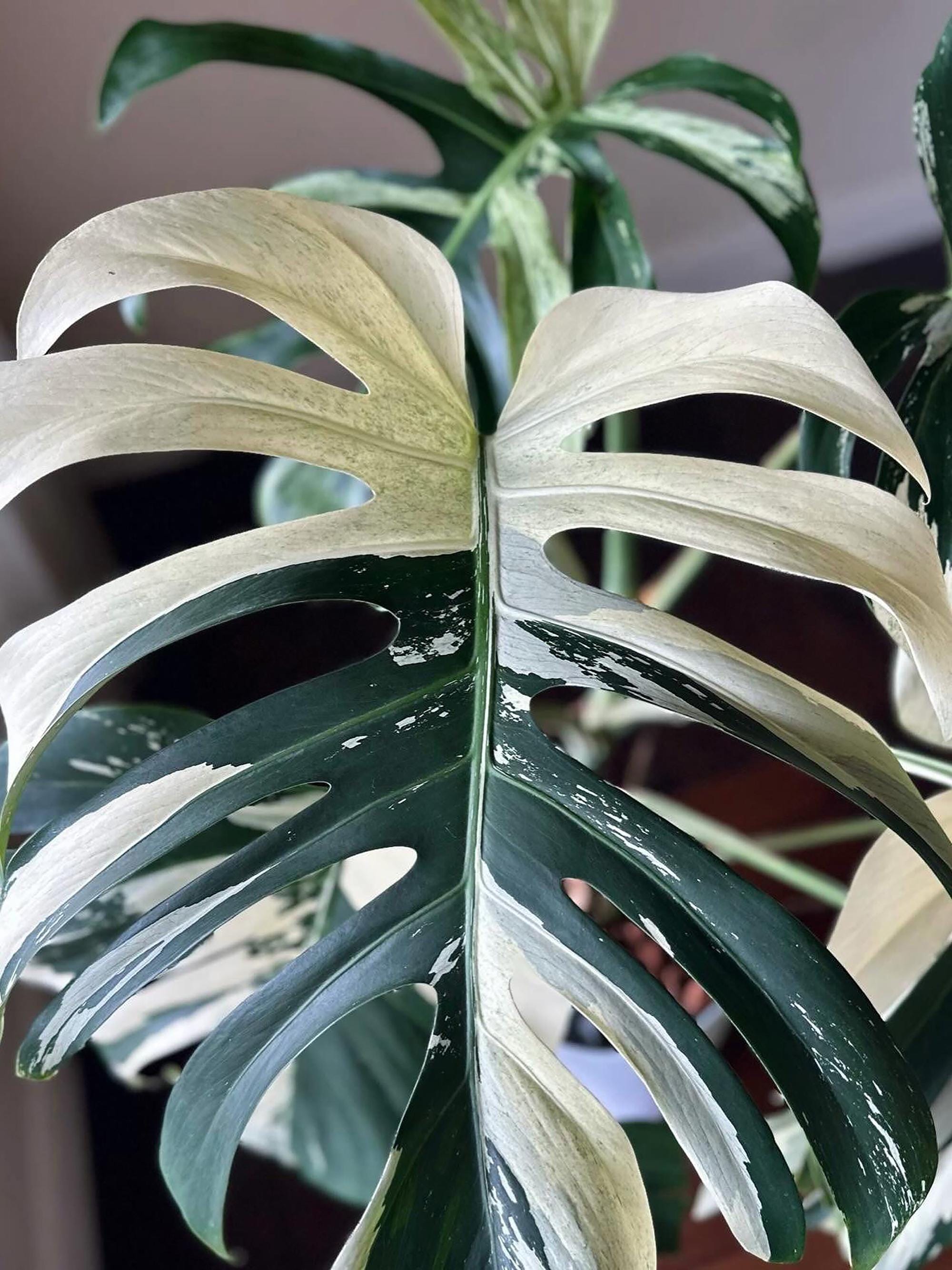 Monstera electro light - Etsy 日本