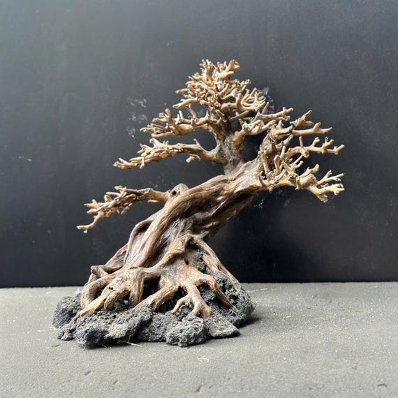 Aquarium Bonsai Driftwood Tree on Rock Base, Natural Fish Tank Decoration,  Safe for Shrimp and Aquatic Plants, Unique Aquascape Hardscape - Etsy Israel