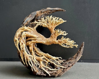 Driftwood aquascape moon hardscape bonsai tree aquarium wood aquascaping fish tank decoration
