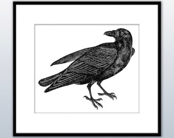 DOWNLOAD IMMEDIATO ~ Illustrazione di incisione vintage del corvo adatta per incorniciare, creare, biglietti di auguri e altro ancora...