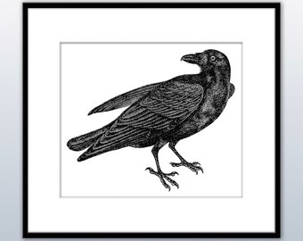 INSTANT DOWNLOAD ~ Raven vintage Engraving illustration suitable for framing, crafting, greeting cards and more...