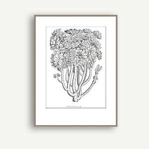 Houseleek, Colouring page, Poster print, Printable art, Downloadable artwork, Wall art, Vegetable, Garden