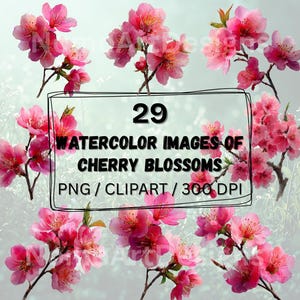 Aquarell Kirschblüte PNG Bundle - 29 Blumen Clipart-Bilder, Blumen Clipart, Sakura Blumen, Sommer Clipart, transparenter Hintergrund, PNG