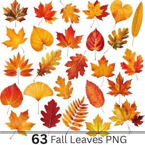 Puede incluir: Una colección de 63 hojas de otoño de diversas formas y tamaños, con colores vibrantes que incluyen rojo, naranja, amarillo y marrón. Las hojas se muestran sobre un fondo blanco con el texto 63 Fall Leaves PNG en la parte inferior.