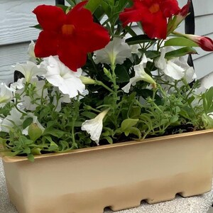 May include: A rectangular beige planter filled with vibrant red and white flowers and green foliage. The red flowers are large and trumpet-shaped, while the white flowers are smaller. The text at the bottom reads, "Quickly plant!! Or grow from seeds and bulbs."