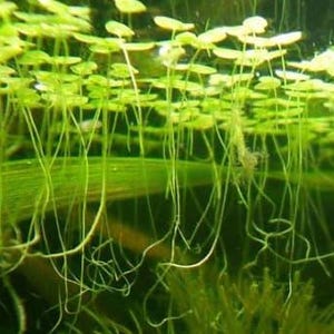 Duckweed Floating Live Aquarium Plant shrimp safe for fish tanks/ponds