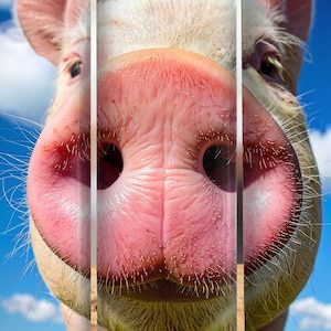 Funny Pig Tumbler Wrap PNG, Cute Farm Animal Snout Sublimation Design, 20oz Skinny Tumbler Digital Download, Animal Wrap PNG