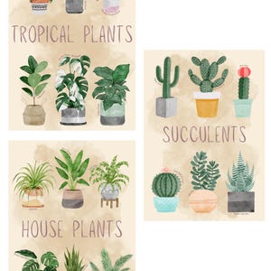 Set of 3 Plant Illustration Posters
