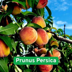 May include: Close-up of a peach tree branch with ripe peaches. The peaches are a mix of red and yellow, with green leaves and a blue sky background. The text "Prunus Persica" is displayed in a green box.