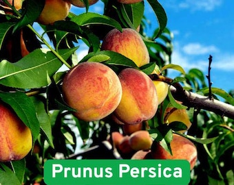 10 Dwarf Peach Tree Seeds, Loring Nemaguard (Prunus persica), Fast Growing, Hardy Fruit Tree