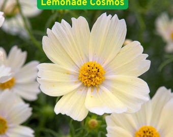 Könnte beinhalten: Nahaufnahme einer Lemonade Cosmos-Blume mit hellgelben Blütenblättern und einem leuchtend gelben Zentrum. Die Blume hat ein zartes, geschichtetes Aussehen, mit mehreren Blüten vor einem verschwommenen grünen Hintergrund. Der Text "Lemonade Cosmos" steht in einem grünen Rechteck.