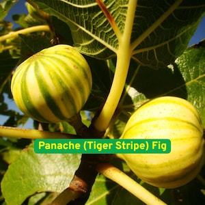 May include: Close-up of two Panache (Tiger Stripe) figs on a branch. The figs are yellow with green stripes. The leaves are green, and the stems are yellow. The text "Panache (Tiger Stripe) Fig" is in a green box.