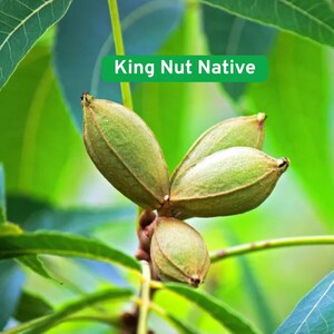 May include: Close-up of green pecan nuts on a tree branch. The nuts are in a cluster, with a green background of leaves. The text "King Nut Native" is in a green rectangle.