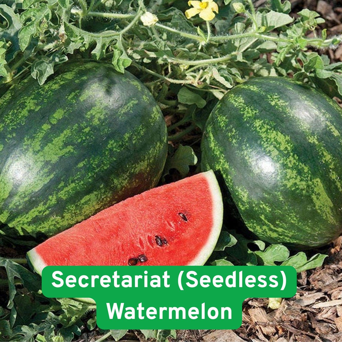 Watermelon Seedless Seeds