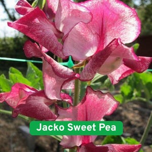 May include: Close-up of Jacko Sweet Pea flowers. The petals are a vibrant pink with white and darker pink accents. The flowers are in full bloom, showcasing their delicate, ruffled edges. Green foliage provides a natural backdrop.