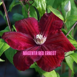 May include: Close-up of a magenta red clematis flower with a white center and green leaves. The flower petals are a deep red color. The text "Magenta Red Ernest" is displayed across the bottom of the image.