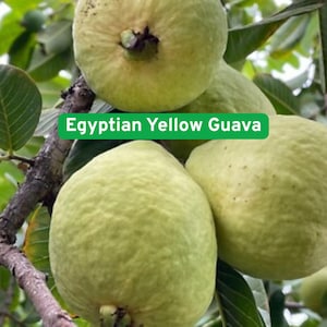 50 Egyptian Yellow Guava Seeds, Tropical Fruit Tree with Sweet, Fragrant Flavor