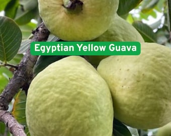 50 Egyptian Yellow Guava Seeds, Tropical Fruit Tree with Sweet, Fragrant Flavor
