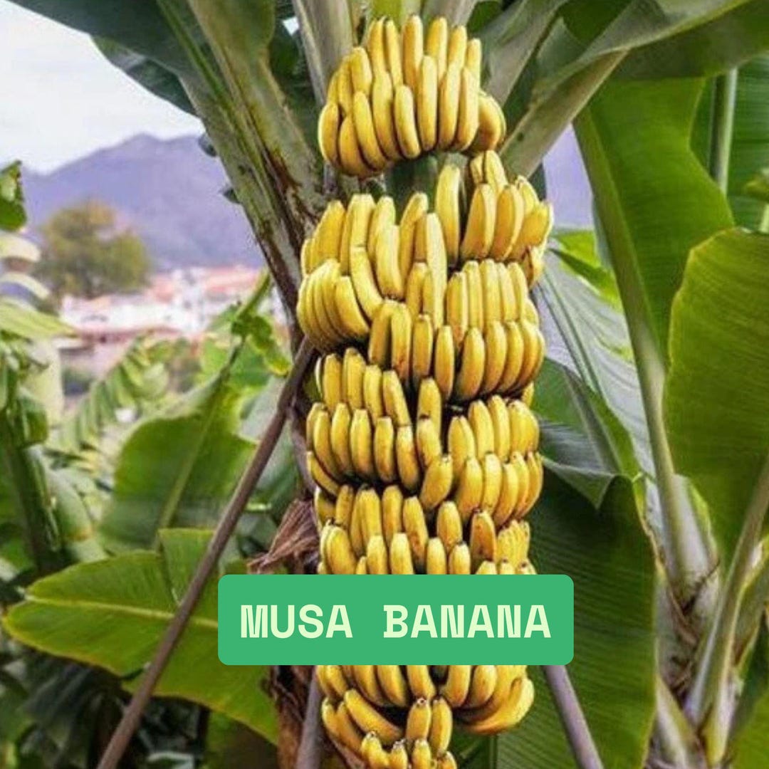 Live Musa Banana Starter Plant, Truly Tiny, Home & Garden - Etsy