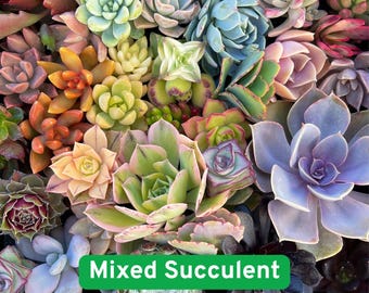 500 Mixed Succulent Seeds, Rare Colorful Varieties for Indoor and Outdoor Pots