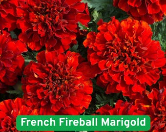 25+ French Fireball Marigold Seeds, Vibrant Red Bi-Color Blooms