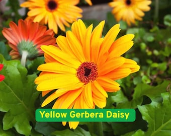 Könnte beinhalten: Nahaufnahme einer leuchtend gelben Gerbera-Gänseblümchen mit dunkelroter Mitte, umgeben von grünen Blättern. Im Hintergrund sind weitere orange und gelbe Gänseblümchen zu sehen. Der Text "Yellow Gerbera Daisy" befindet sich auf einem grünen Banner.