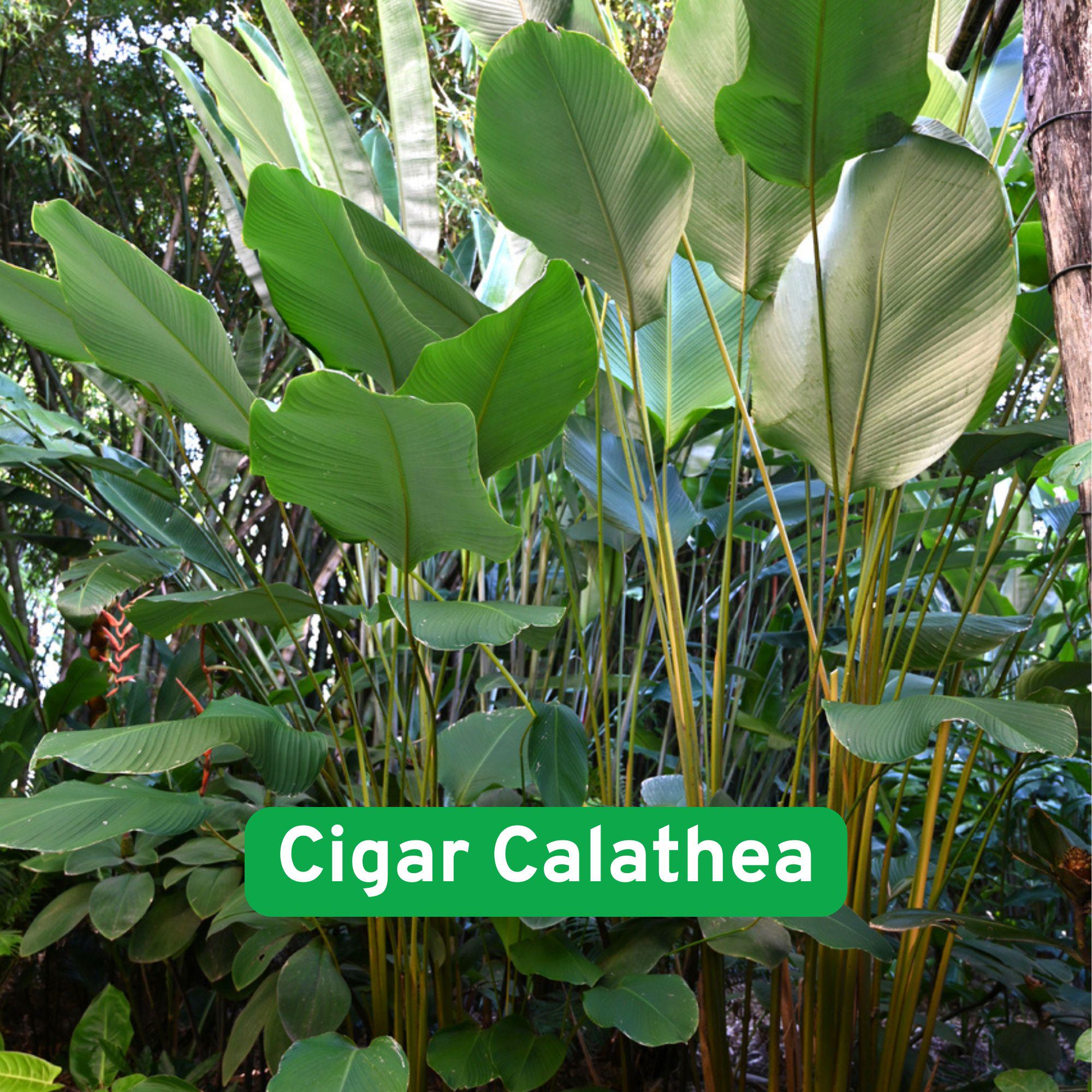 calathea tobacco GINA'S - For sale 6-8ft lutea 150pesos 100 pots available GINA'S Garden calauan laguna Chilling with my Calathea Lutea