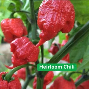 50 Ghost Pepper Seed  Bhut Jolokia, Extreme Heat Chili, Super Hot Heirloom Pepper
