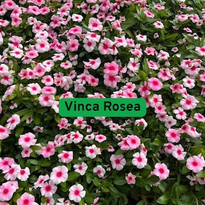 100 Dwarf Little Mix Periwinkle, Vinca Rosea Flower Compact Annual, Colorful Ground Cover