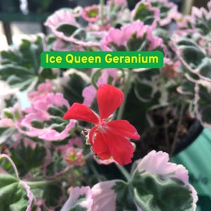 25 Ice Queen Geranium Seeds, Elegant White Blooms, Pelargonium Grandiflorum, Rare Garden Flower