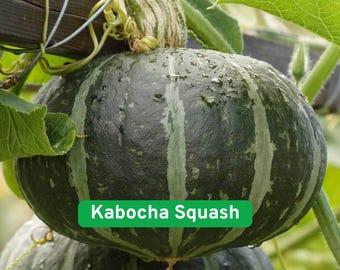 May include: A close-up of a Kabocha squash, a dark green, round squash with light green vertical stripes. The squash is wet, with water droplets on its surface. The text "Kabocha Squash" is displayed on a green rectangle.