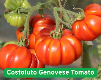 100 Heirloom Costoluto Genovese Tomato Seeds, Unique Ribbed Shape 10oz, Indeterminate Variety