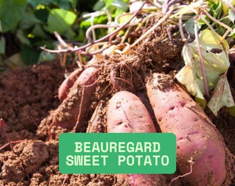 May include: Close-up of freshly harvested Beauregard sweet potatoes, partially covered in soil. The potatoes have reddish-purple skin and are surrounded by dirt, roots, and green foliage. A green rectangle displays the text "BEAUREGARD SWEET POTATO".