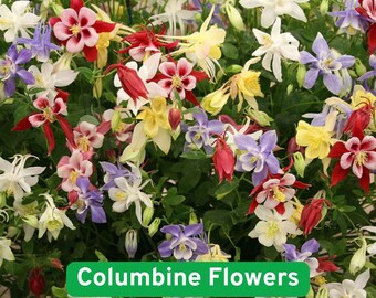 500 Columbine Seeds, Soft Pink and White Columbine Flowers for Elegant Spring Gardens