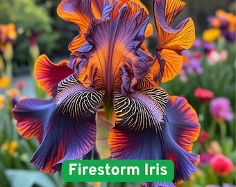 100 Firestorm Iris Seeds, Vibrant Red, Orange, Yellow Blooms