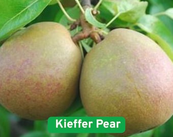 25 Kieffer Pear Seeds, Heirloom Fruit Tree Seeds for Home Orchard and Garden Planting