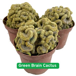 Brain Plants - Etsy