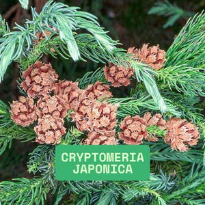 May include: Close-up of Cryptomeria Japonica, a type of evergreen tree. The image shows clusters of brown cones and green needles. The text "Cryptomeria Japonica" is displayed on a green rectangular background.