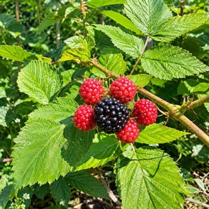 K&ouml;nnte beinhalten: Eine Ansammlung von Brombeeren an einer dornigen gr&uuml;nen Ranke mit gezackten Bl&auml;ttern. Die zentrale Beere ist tiefschwarz und reif, umgeben von mehreren kleineren, leuchtend roten, unreifen Beeren. Die Pflanze hat strukturierte Bl&auml;tter und St&auml;ngel.
