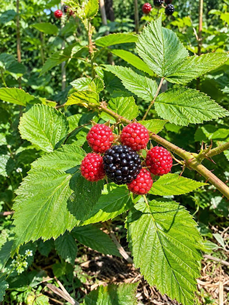 K&ouml;nnte beinhalten: Eine Ansammlung von Brombeeren an einer dornigen gr&uuml;nen Ranke mit gezackten Bl&auml;ttern. Die zentrale Beere ist tiefschwarz und reif, umgeben von mehreren kleineren, leuchtend roten, unreifen Beeren. Die Pflanze hat strukturierte Bl&auml;tter und St&auml;ngel.