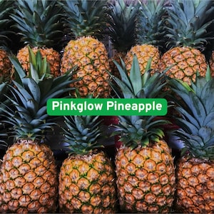 15 Pinkglow Pineapple Seeds, Rare Pink Flesh Fruit, Tropical Garden Grower
