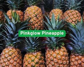 Könnte beinhalten: Eine Ansammlung reifer Pinkglow-Ananas, die ihre strukturierte, goldgelbe Schale und ihre stacheligen grünen Kronen zeigen. Der Text "Pinkglow Pineapple" befindet sich in einem grünen Rechteck.