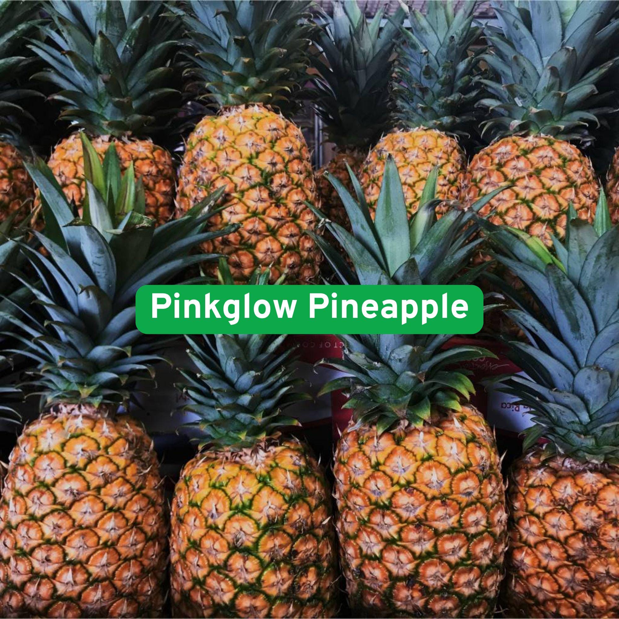 15 Pinkglow Pineapple Seeds, Rare Pink Flesh Fruit, Tropical Garden Grower