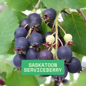 May include: Close-up of a cluster of dark purple Saskatoon serviceberries on a branch with green leaves. The berries are round and have a slightly dusty appearance. A green rectangle with the text "SASKATOON SERVICEBERRY" is at the bottom.