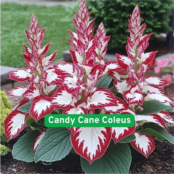 25 Candy Cane Coleus Seeds, Vibrant Red and White Foliage, Shade Loving  Ornamental Plant - Etsy
