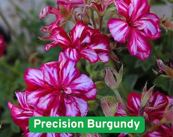 May include: Close-up of vibrant pink and white striped flowers with green foliage. The flowers have a striking pattern of deep pink and white stripes. The text "Precision Burgundy" is displayed on a green background.