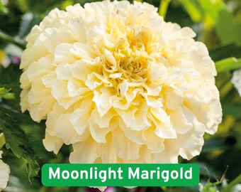 Moonlight Marigold Seeds, Cream Yellow African Marigold, Heirloom Non GMO