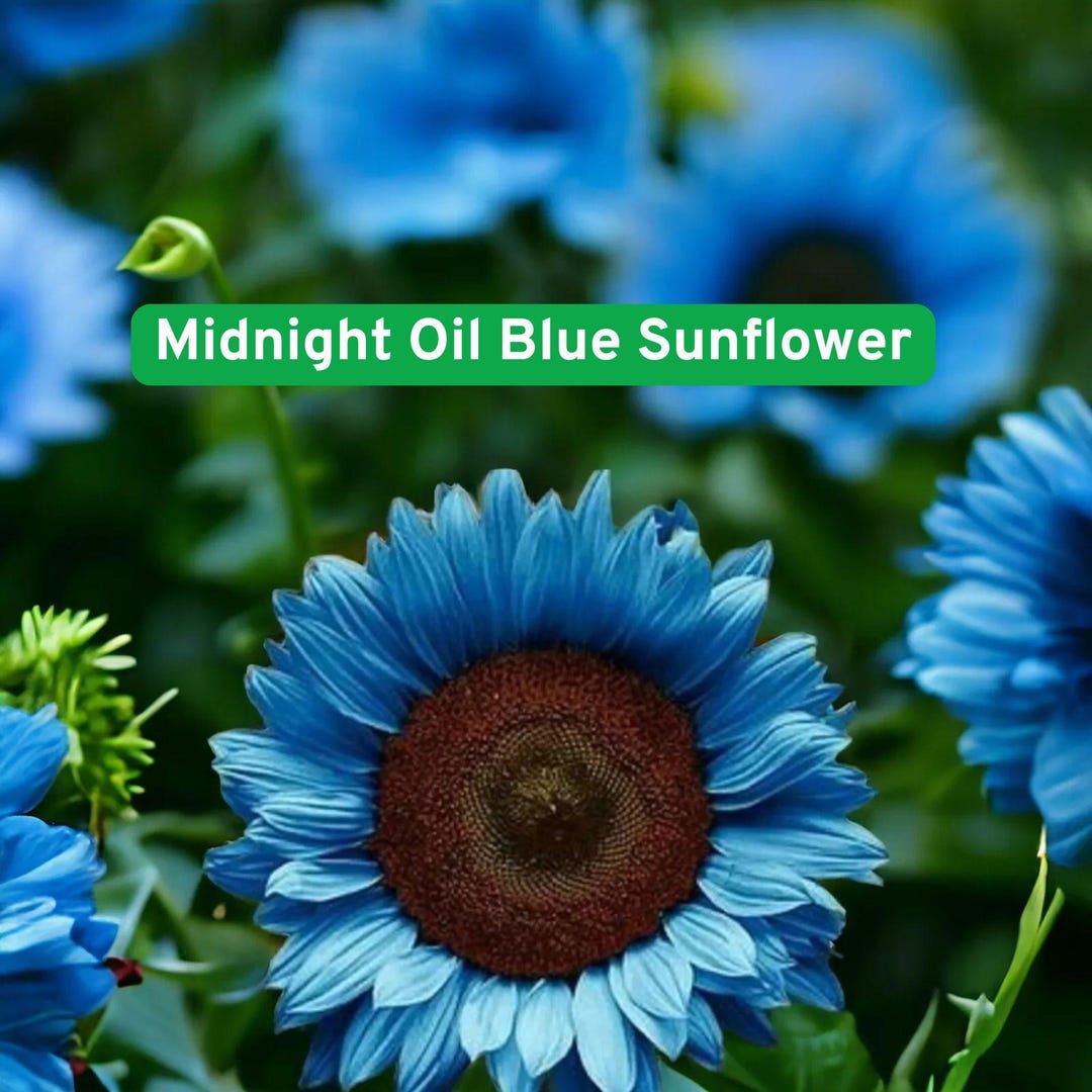 Midnight Oil Blue Sunflower Seeds