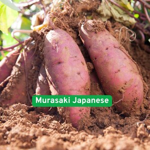 May include: Close-up of freshly harvested Murasaki Japanese sweet potatoes, with their distinctive purple skin and elongated shape, partially covered in soil. The text "Murasaki Japanese" is displayed in a green box.