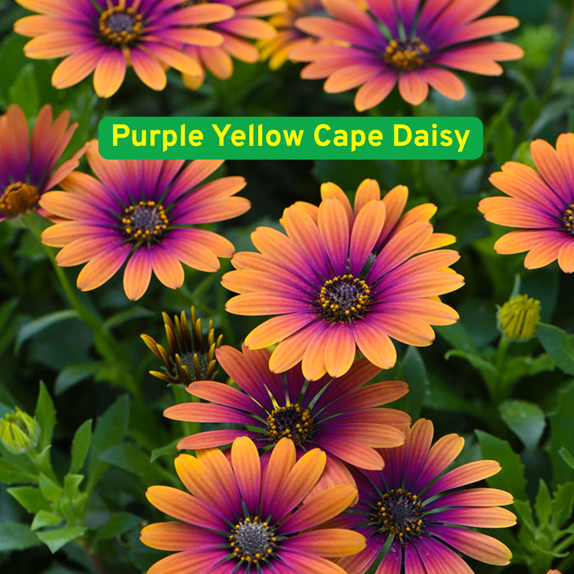 200 Purple & Yellow Cape Daisy Seeds, Bi-color African Daisy